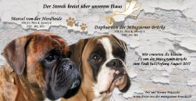 Wurfankündigung-2.jpg